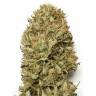 семена конопли интернет магазин Auto Blue Dream feminised Humboldt Seeds