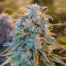 автоцветущие семена конопли Auto Blue Dream feminised Humboldt Seeds