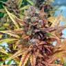 семена конопли в фирменной упаковке Auto Blue Dream feminised Humboldt Seeds
