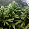 семена конопли в России Auto Blue Hell feminised Medical Seeds