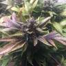 хорошие семена конопли White Widow regular Nirvana Seeds