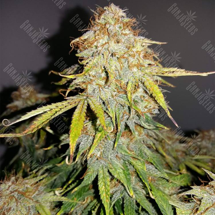 где заказать семена конопли Auto Royal Jack feminised Royal Queen