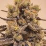 Cream Mandarine feminised Ganja Seeds Fast Version