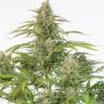 элитные сорта конопли купить Auto Cheese feminised