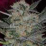 семена конопли сортовые Auto Cheese feminised