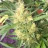 семена конопли автоцвет Auto Cheese feminised