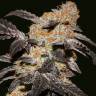 Auto Northern Blue feminised Ganja Seeds