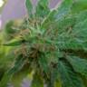 семена конопли автоцвет Auto Super Lemon Haze CBD feminised Green House Seeds
