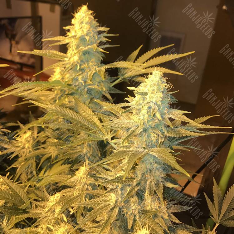 где заказать семена конопли Snow Leopard feminised Bang Seeds