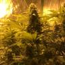 семена конопли недорого Snow Leopard feminised Bang Seeds