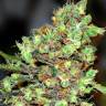 Auto Kolobok regular Ganja Seeds
