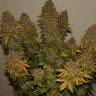 Auto Kolobok regular Ganja Seeds