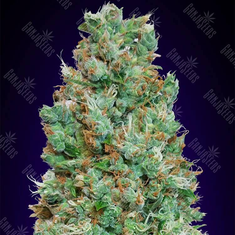 заказать качественные семена конопли Auto Blueberry feminised 00 Seeds