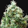 заказать на сайте семена конопли Phatt Fruity feminised Barneys Farm заказать на сайте семена конопли Phatt Fruity feminised Barneys Farm