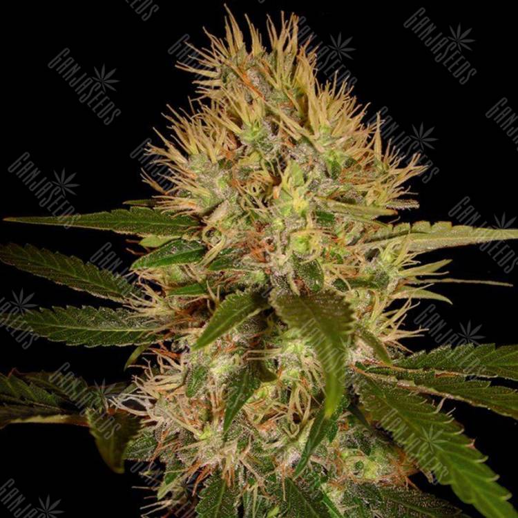 семена конопли в России Martian Mean Green feminised DNA Genetics