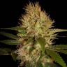 семена конопли в России Martian Mean Green feminised DNA Genetics