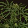купить семена конопли Amnesia #7 feminised Exotic Seed