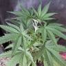 семена конопли в оригинальных упаковках Amnesia #7 feminised Exotic Seed