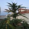 семена конопли курьером Auto No Name feminised Medical Seeds