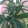 семена конопли медицинской Auto No Name feminised Medical Seeds