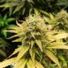 семена индийской конопли Wonder Woman regular Nirvana Seeds