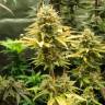 заказ семян конопли Спб Wonder Woman regular Nirvana Seeds