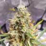 семена конопли гидропоники Auto Tutankhamon feminised Pyramid Seeds