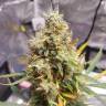 семена конопли дешево Auto Tutankhamon feminised Pyramid Seeds