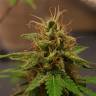 семена конопли автоцвет Auto Royal Kush feminised Royal Queen