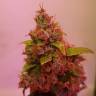 семена конопли Россия Auto Royal Kush feminised Royal Queen