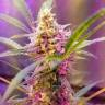 семена конопли курьером Auto Sweet Cheese feminised Sweet Seeds