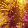 семена конопли для курения Auto Sweet Cheese feminised Sweet Seeds