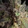 семена конопли медицинской Auto Sweet Cheese feminised Sweet Seeds