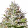 Семена каннабиса Blue Gelato 41 feminised Ganja Seeds