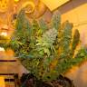 Семена конопли Blue Gelato 41 feminised Ganja Seeds