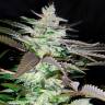 заказать семена конопли на сайте Black Domina x Jack Herer feminised