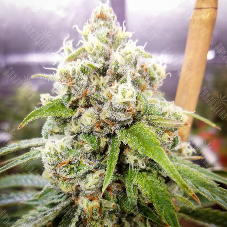 семена конопли с доставкой Black Domina x Jack Herer feminised