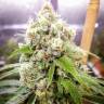 семена конопли с доставкой Black Domina x Jack Herer feminised