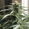 конопля семена сорта заказать Auto King’s Kush CBD feminised Green House Seeds