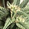 семена конопли курьером Auto King’s Kush CBD feminised Green House Seeds
