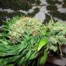 семена конопли наложенным платежом Talas feminised Bang Seeds