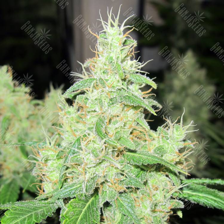 семена конопли элитных сортов Bcn Sour Diesel feminised Medical Seeds семена конопли элитных сортов Bcn Sour Diesel feminised Medical Seeds