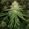 семена конопли аутдор Bcn Sour Diesel feminised Medical Seeds семена конопли аутдор Bcn Sour Diesel feminised Medical Seeds