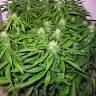 семена культурной конопли купить Auto Sweet Skunk feminised Royal Queen семена культурной конопли купить Auto Sweet Skunk feminised Royal Queen