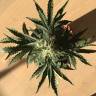 Семена конопли Auto Afghan Kush feminised Ganja Seeds