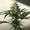 Недорогие семена конопли Auto Afghan Kush feminised Ganja Seeds