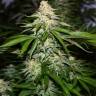 Auto Afghan Kush feminised Ganja Seeds