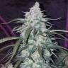 семена конопли гидропоники Auto Fast Bud feminised семена конопли гидропоники Auto Fast Bud feminised