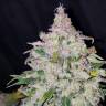 семена конопли с доставкой Auto Fast Bud feminised семена конопли с доставкой Auto Fast Bud feminised