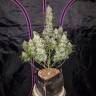 семена конопли интернет магазин Auto Fast Bud feminised семена конопли интернет магазин Auto Fast Bud feminised